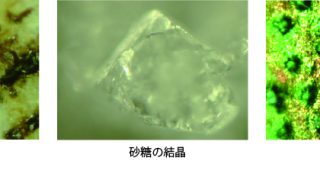 【小学部ワークショップ2026春】「ミクロの世界」大冒険しました!